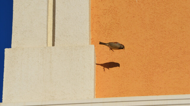Gráspör - Passer domesticus - Anadyr © Trausti Baldursson Gráspör - Passer domesticus - Anadyr © Trausti Baldursson
