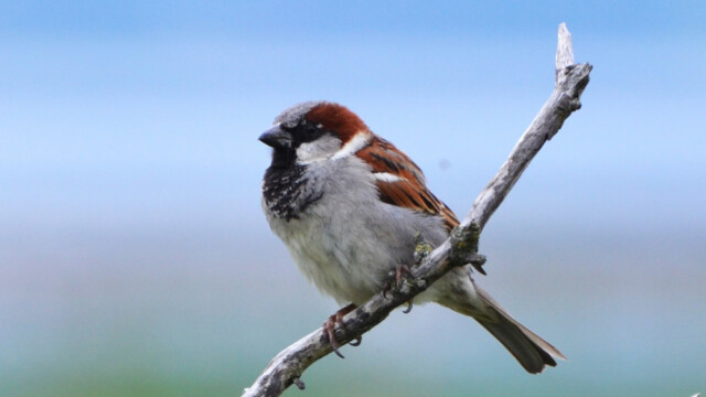 Gráspör - Passer domesticus - © Trausti Baldursson Gráspör - Passer domesticus - © Trausti Baldursson