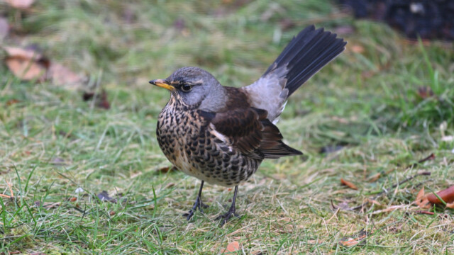 Gráþröstur - Turdus pilaris © Trausti Baldursson Gráþröstur - Turdus pilaris © Trausti Baldursson