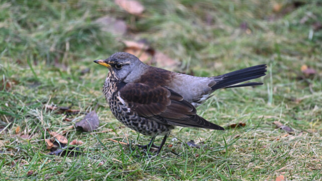Gráþröstur - Turdus pilaris © Trausti Baldursson Gráþröstur - Turdus pilaris © Trausti Baldursson