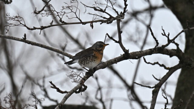 Gráþröstur - Turdus pilaris © Trausti Baldursson Gráþröstur - Turdus pilaris © Trausti Baldursson