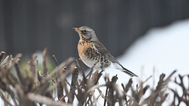 Gráþröstur - Turdus pilaris © Trausti Baldursson Gráþröstur - Turdus pilaris © Trausti Baldursson