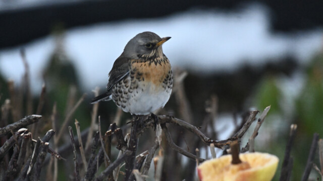 Gráþröstur - Turdus pilaris © Trausti Baldursson Gráþröstur - Turdus pilaris © Trausti Baldursson