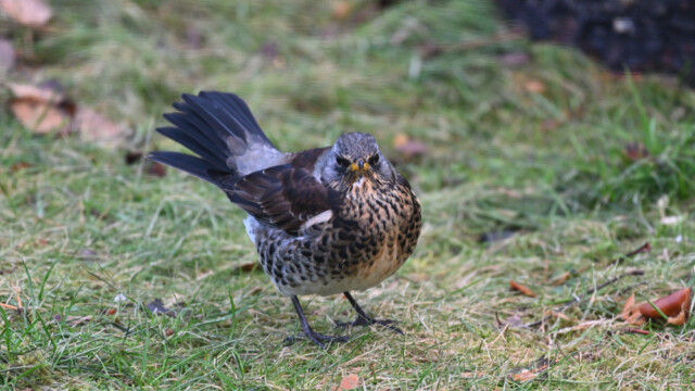 Gráþröstur - Turdus pilaris © Trausti Baldursson Gráþröstur - Turdus pilaris © Trausti Baldursson