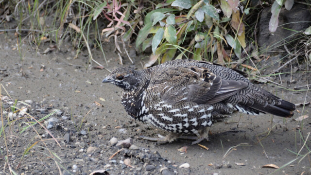 Grenijarpi - Canachites canadensis - Alaska © Trausti Baldursson Grenijarpi - Canachites canadensis - Alaska © Trausti Baldursson