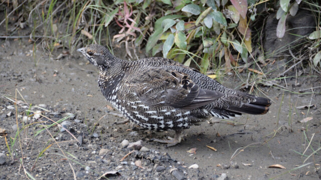 Grenijarpi - Canachites canadensis - Alaska© Trausti Baldursson Grenijarpi - Canachites canadensis - Alaska © Trausti Baldursson