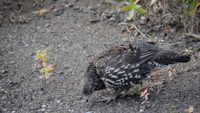 Grenijarpi - Canachites canadensis - Alaska © Trausti Baldursson Grenijarpi - Canachites canadensis - Alaska © Trausti Baldursson