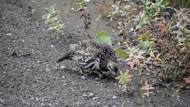 Grenijarpi - Canachites canadensis - Alaska © Trausti Baldursson Grenijarpi - Canachites canadensis - Alaska © Trausti Baldursson