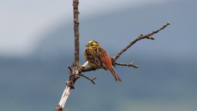 Gultittlingur-Emberiza citrinella © Trausti Baldursson Gultittlingur-Emberiza citrinella © Trausti Baldursson