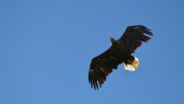 Haförn-Haliaeetus albicilla - Mynd tekin með leyfi Umhverfisstofnunar - © Trausti Baldursson Haförn-Haliaeetus albicilla - Mynd tekin með leyfi Umhverfisstofnunar - © Trausti Baldursson
