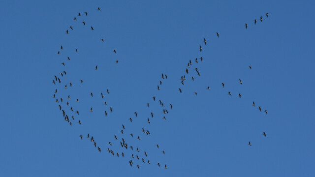 Heiðagæs-Anser brachyrhynchus-© Trausti Baldursson Heiðagæs-Anser brachyrhynchus-© Trausti Baldursson