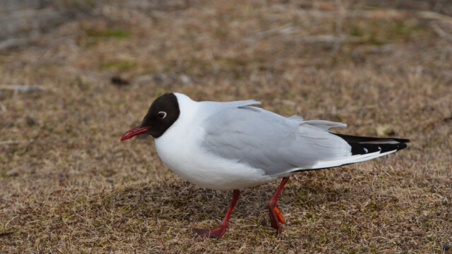 Hettumáfur-Larus ridibundus © Trausti Baldursson Hettumáfur-Larus ridibundus © Trausti Baldursson
