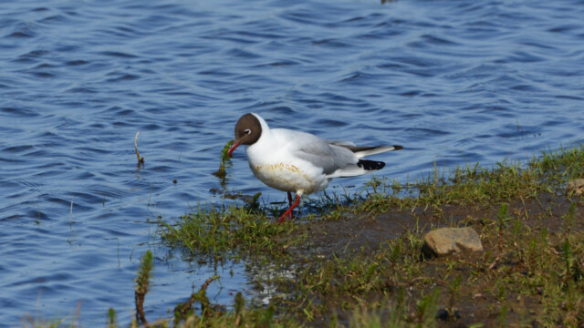Hettumáfur-Larus ridibundus © Trausti Baldursson Hettumáfur-Larus ridibundus © Trausti Baldursson