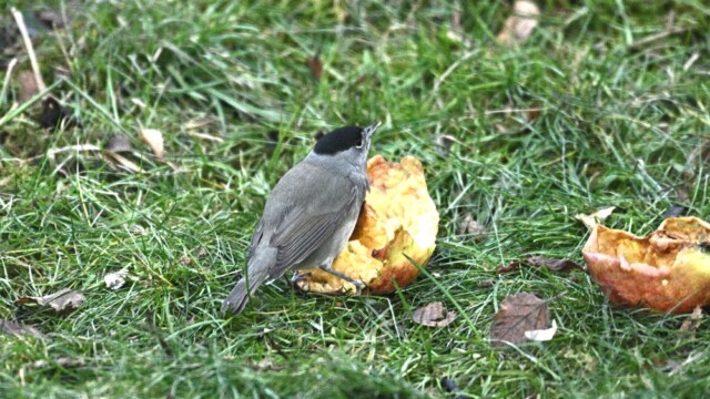 Hettusöngvari-karlfugl -Sylvia atricapilla © Trausti Baldursson Hettusöngvari-karlfugl -Sylvia atricapilla © Trausti Baldursson