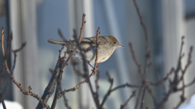 Hettusöngvari-kvenfugl-Sylvia atricapilla © Trausti Baldursson Hettusöngvari-kvenfugl-Sylvia atricapilla © Trausti Baldursson