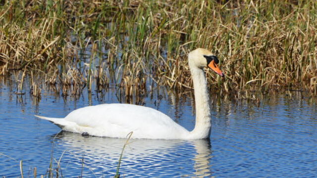 Hnúðsvanur - Cygnus olor© Trausti Baldursson Hnúðsvanur - Cygnus olor© Trausti Baldursson