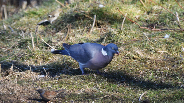 Hringdúfa - Columba palumbus-og Runntítla-© Trausti Baldursson Hringdúfa - Columba palumbus-og Runntítla-© Trausti Baldursson