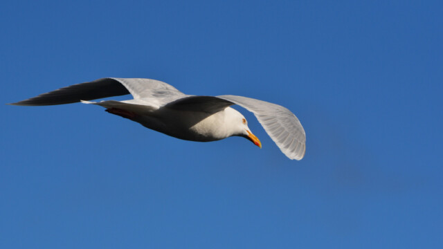 Hvítmáfur – Larus hyperboreus © Trausti Baldursson Hvítmáfur – Larus hyperboreus © Trausti Baldursson