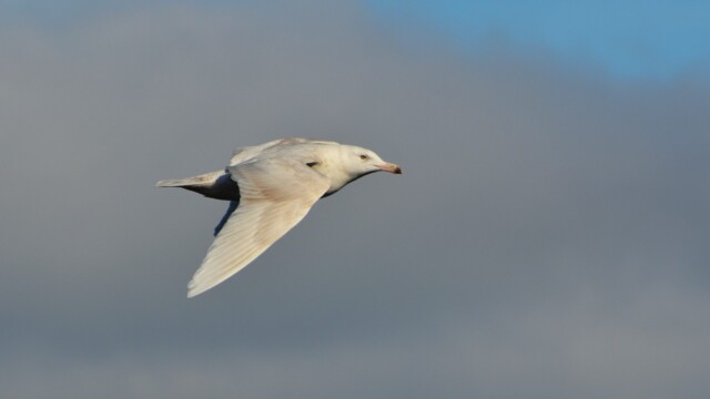 Hvítmáfur – Larus hyperboreus © Trausti Baldursson Hvítmáfur – Larus hyperboreus © Trausti Baldursson