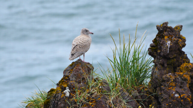Hvítmáfur – Larus hyperboreus © Trausti Baldursson Hvítmáfur – Larus hyperboreus © Trausti Baldursson
