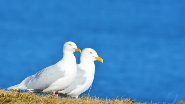 Hvítmáfur – Larus hyperboreus © Trausti Baldursson Hvítmáfur – Larus hyperboreus © Trausti Baldursson