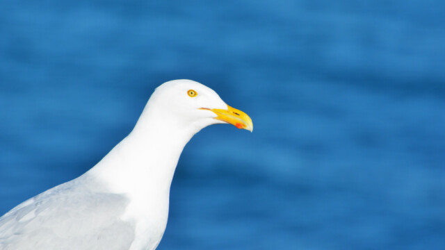 Hvítmáfur – Larus hyperboreus © Trausti Baldursson Hvítmáfur – Larus hyperboreus © Trausti Baldursson