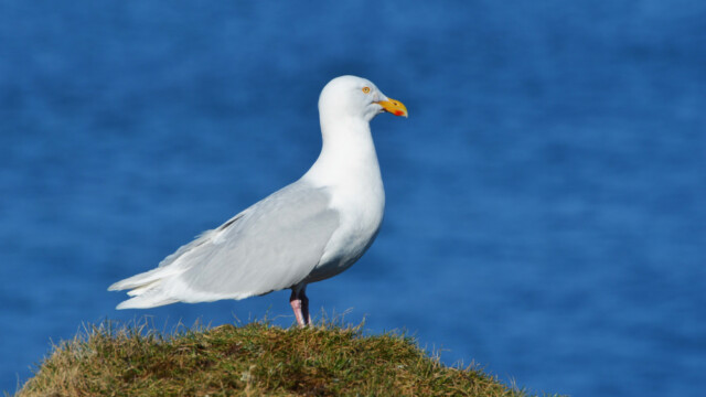 Hvítmáfur – Larus hyperboreus © Trausti Baldursson Hvítmáfur – Larus hyperboreus © Trausti Baldursson
