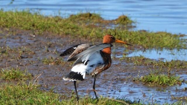 Jaðrakan - Limosa limosa © Trausti Baldursson Jaðrakan - Limosa limosa © Trausti Baldursson