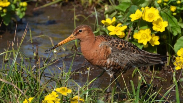 Jaðrakan - Limosa limosa © Trausti Baldursson Jaðrakan - Limosa limosa © Trausti Baldursson