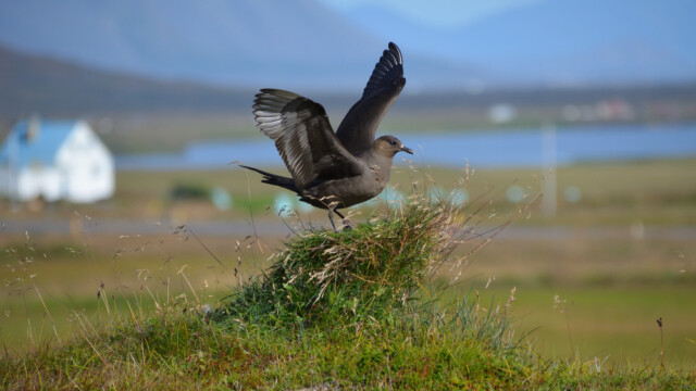 Kjói - Stercorarius parasiticus © Trausti Baldursson Kjói - Stercorarius parasiticus © Trausti Baldursson