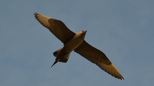 Kjói - Stercorarius parasiticus © Trausti Baldursson Kjói - Stercorarius parasiticus © Trausti Baldursson