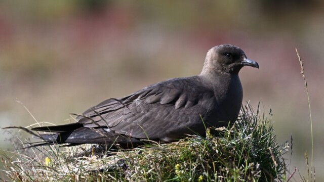 Kjói - Stercorarius parasiticus © Trausti Baldursson Kjói - Stercorarius parasiticus © Trausti Baldursson