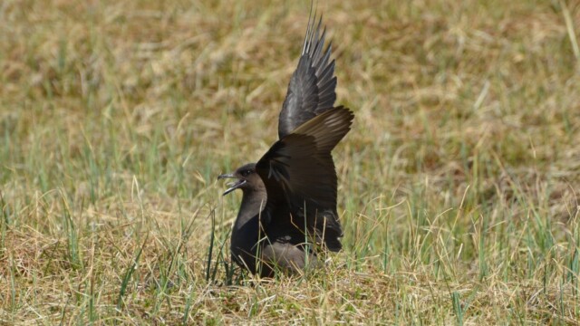 Kjói - Stercorarius parasiticus © Trausti Baldursson Kjói - Stercorarius parasiticus © Trausti Baldursson
