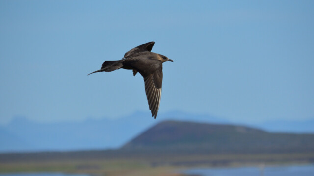 Kjói - Stercorarius parasiticus © Trausti Baldursson Kjói - Stercorarius parasiticus © Trausti Baldursson