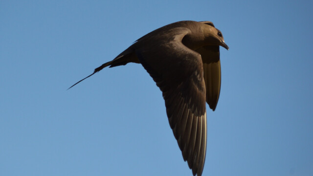 Kjói - Stercorarius parasiticus © Trausti Baldursson Kjói - Stercorarius parasiticus © Trausti Baldursson