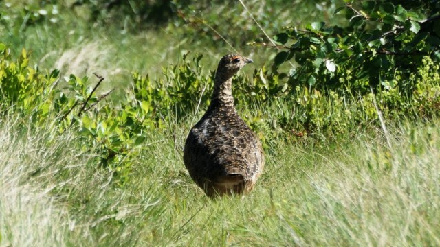 Rjúpa – Lagopus muta © Trausti Baldursson Rjúpa – Lagopus muta © Trausti Baldursson