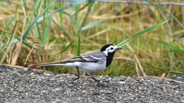Maríuerla - Motacilla alba © Trausti Baldursson Maríuerla - Motacilla alba © Trausti Baldursson