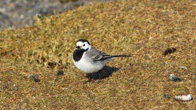 Maríuerla - Motacilla alba © Trausti Baldursson Maríuerla - Motacilla alba © Trausti Baldursson
