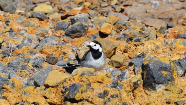 Maríuerla - Motacilla alba © Trausti Baldursson Maríuerla - Motacilla alba © Trausti Baldursson