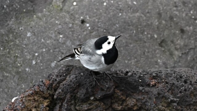 Maríuerla - Motacilla alba © Trausti Baldursson Maríuerla - Motacilla alba © Trausti Baldursson