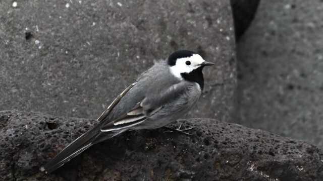 Maríuerla - Motacilla alba © Trausti Baldursson Maríuerla - Motacilla alba © Trausti Baldursson
