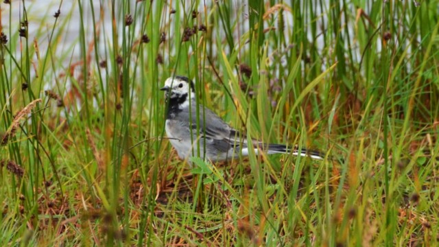 Maríuerla - Motacilla alba © Trausti Baldursson Maríuerla - Motacilla alba © Trausti Baldursson