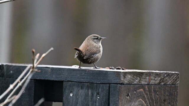 Músarrindill - Troglodytes troglodytes © Trausti Baldursson Músarrindill - Troglodytes troglodytes © Trausti Baldursson