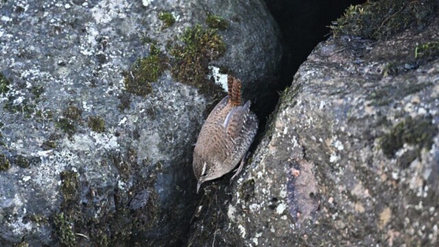 Músarrindill - Troglodytes troglodytes © Trausti Baldursson Músarrindill - Troglodytes troglodytes © Trausti Baldursson