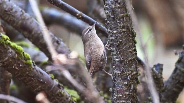 Músarrindill - Troglodytes troglodytes © Trausti Baldursson Músarrindill - Troglodytes troglodytes © Trausti Baldursson