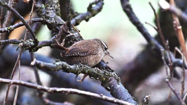 Músarrindill - Troglodytes troglodytes © Trausti Baldursson Músarrindill - Troglodytes troglodytes © Trausti Baldursson