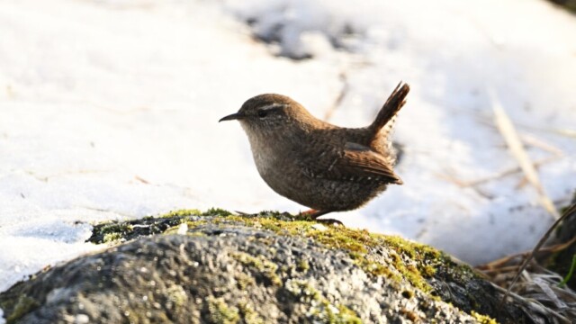 Músarrindill - Troglodytes troglodytes © Trausti Baldursson Músarrindill - Troglodytes troglodytes © Trausti Baldursson