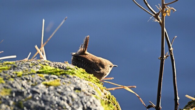 Músarrindill - Troglodytes troglodytes © Trausti Baldursson Músarrindill - Troglodytes troglodytes © Trausti Baldursson