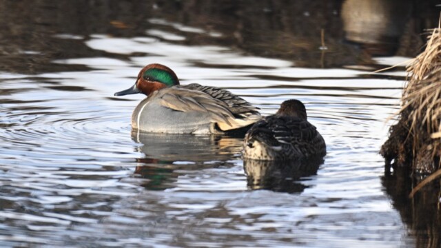Rákönd - Anas carolinensis © Trausti Baldursson Rákönd - Anas carolinensis © Trausti Baldursson
