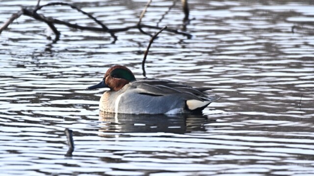 Rákönd - Anas carolinensis © Trausti Baldursson Rákönd - Anas carolinensis © Trausti Baldursson